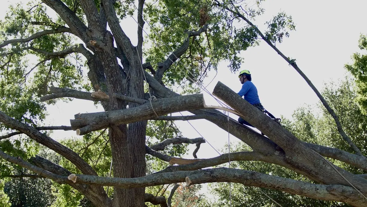 Professional Hazardous Tree Removal performed by certified arborists in Red Creek