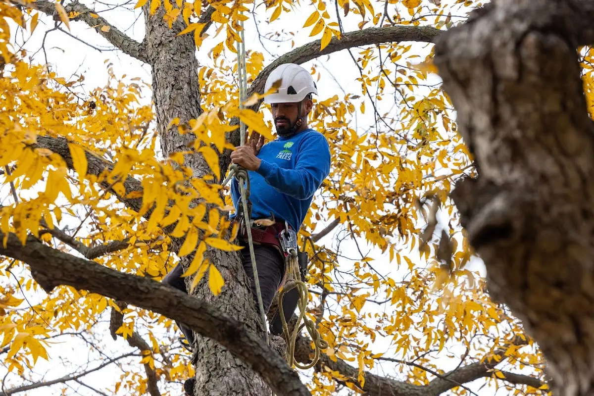 Skilled Tree Trimming crew working in Red Creek